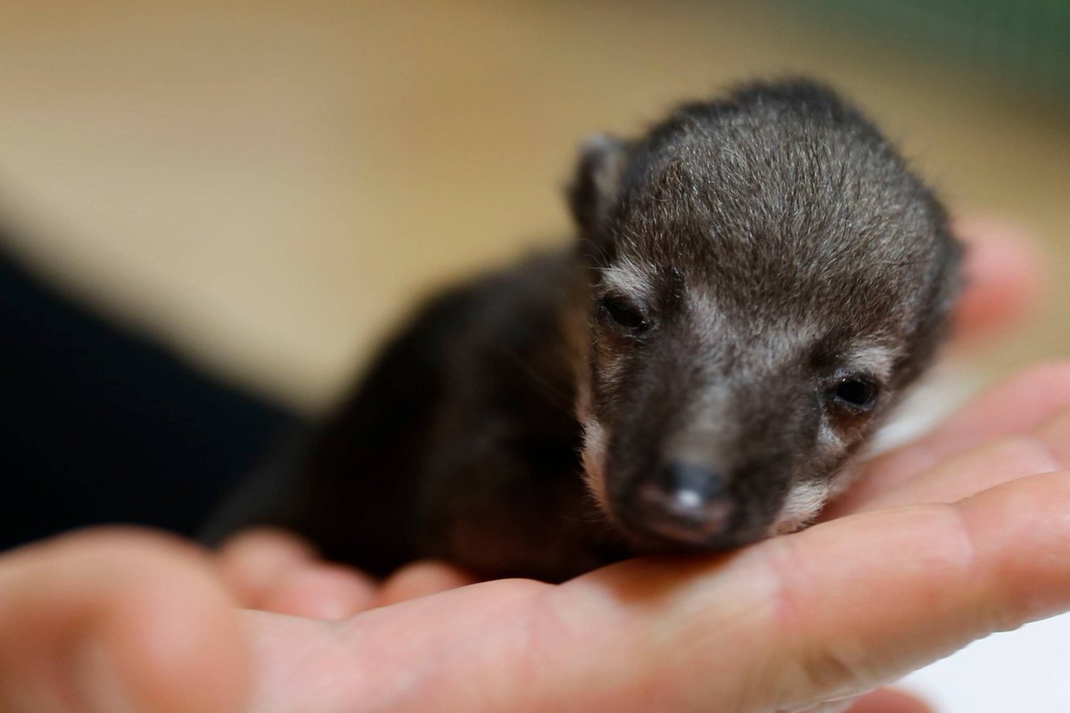 ala_ive_aqua's tweet image. 오늘은 태어난지 14일 된 코아티 아가입니다~!
꼬리 포함해서 길이는 24센티미터에 몸무게는 122그램입니다...!
122그램...!! 라면물보다 가벼워요!!