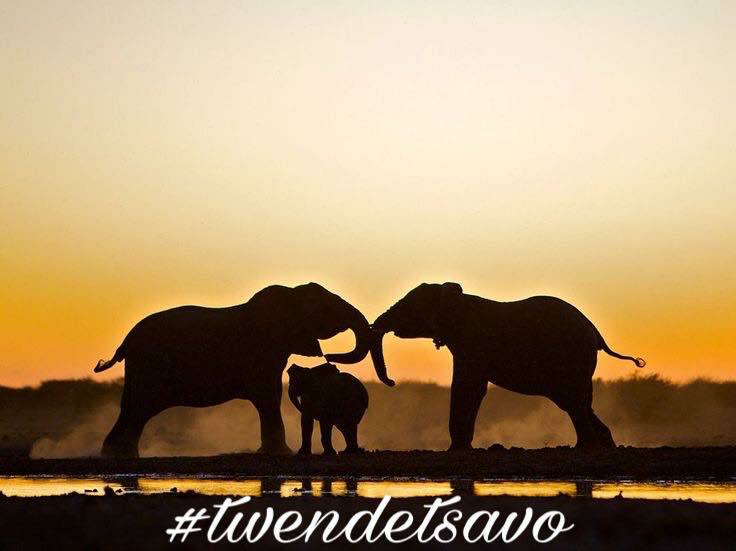 AA_Kenya's tweet photo. What's your plan for the long weekend April 28th- 30th? #twendetsavo is a sure way to make it memorable.@ only KSH 15000 P/P come experience https://t.co/VttjWIBWSj