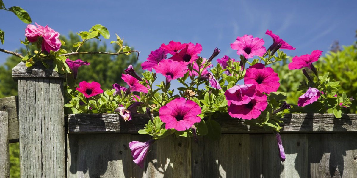 #NationalGardeningWeek - Top tips for adding colour to your garden buff.ly/2oiAA2j