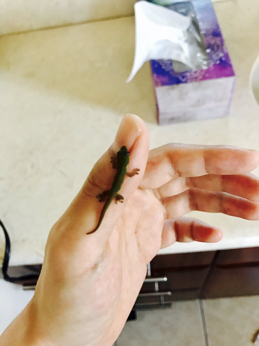 bts_ch's tweet photo. 防弾って爬虫類触りたがるよね https://t.co/RUkUk6CHGU