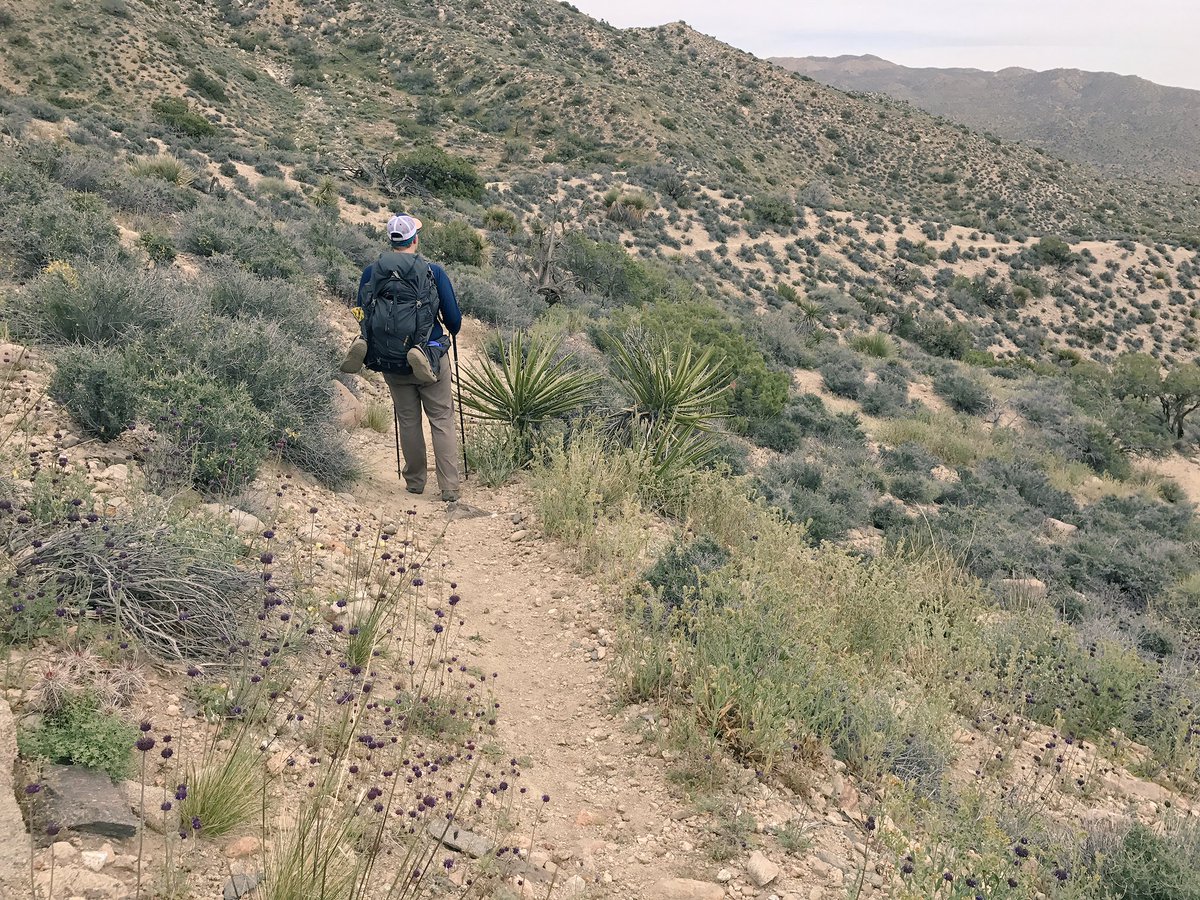 BeOutsideNow's tweet photo. #Hike16 #BlackRockCanyon to #JuniperFlats along  #CaliforniaHikingandRidingTrail #CHRT in @JoshuaTreeNPS #52HikeChallenge @52hikechallenge https://t.co/XAqfOPKEpN