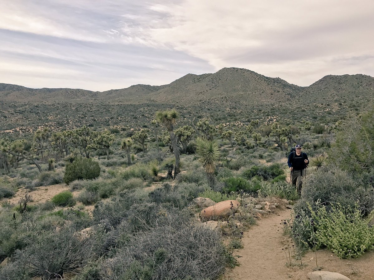BeOutsideNow's tweet photo. #Hike16 #BlackRockCanyon to #JuniperFlats along  #CaliforniaHikingandRidingTrail #CHRT in @JoshuaTreeNPS #52HikeChallenge @52hikechallenge https://t.co/XAqfOPKEpN