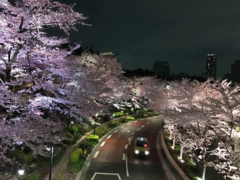 Cherry blossoms lighted up in Roppongi.