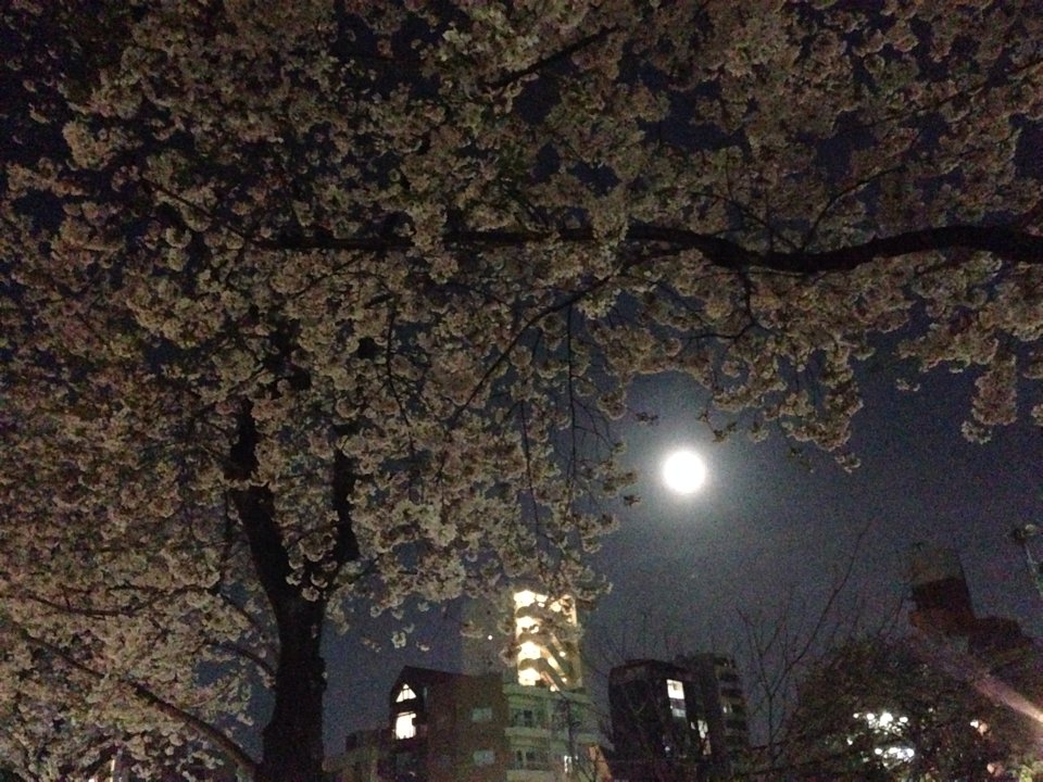夜桜の 雨に隠るる 朧月
我は軒にて 被り損ねし