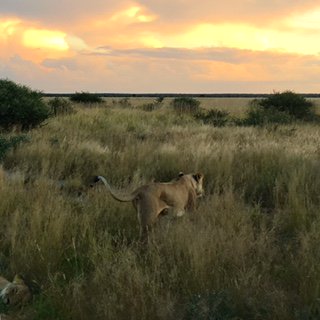 exploreinc's tweet photo. Thanks to #EXPLOREInc client Melissa Brecher for sharing this incredible scene from #KalahariPlainsCamp! Wow! #Botswana #Africa #safari https://t.co/I8gWzUMT9w