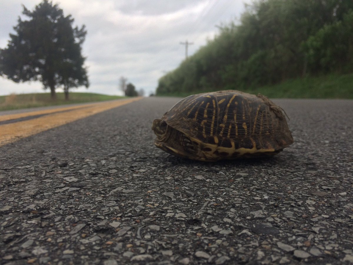 SaltyMWV's tweet image. My run'n bud this morn; and I'm having trouble keep'n pace #turtlepace