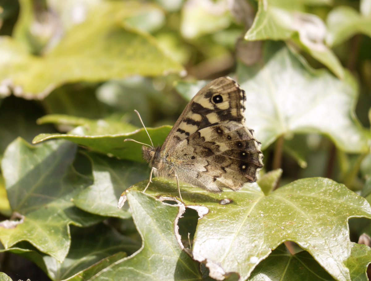 BC Ireland (@butterfly_ie) on Twitter photo Specked Wood today in #Galway <a href="/peopleandnature/">Galway Biodiversity</a> <a href="/IWTGalwayBranch/">IWT Galway Branch</a> <a href="/Irishwildlife/">Irish Wildlife Trust</a> <a href="/WildIreland/">Ireland's Wildlife</a> Specked Wood today in #Galway <a href="/peopleandnature/">Galway Biodiversity</a> <a href="/IWTGalwayBranch/">IWT Galway Branch</a> <a href="/Irishwildlife/">Irish Wildlife Trust</a> <a href="/WildIreland/">Ireland's Wildlife</a>