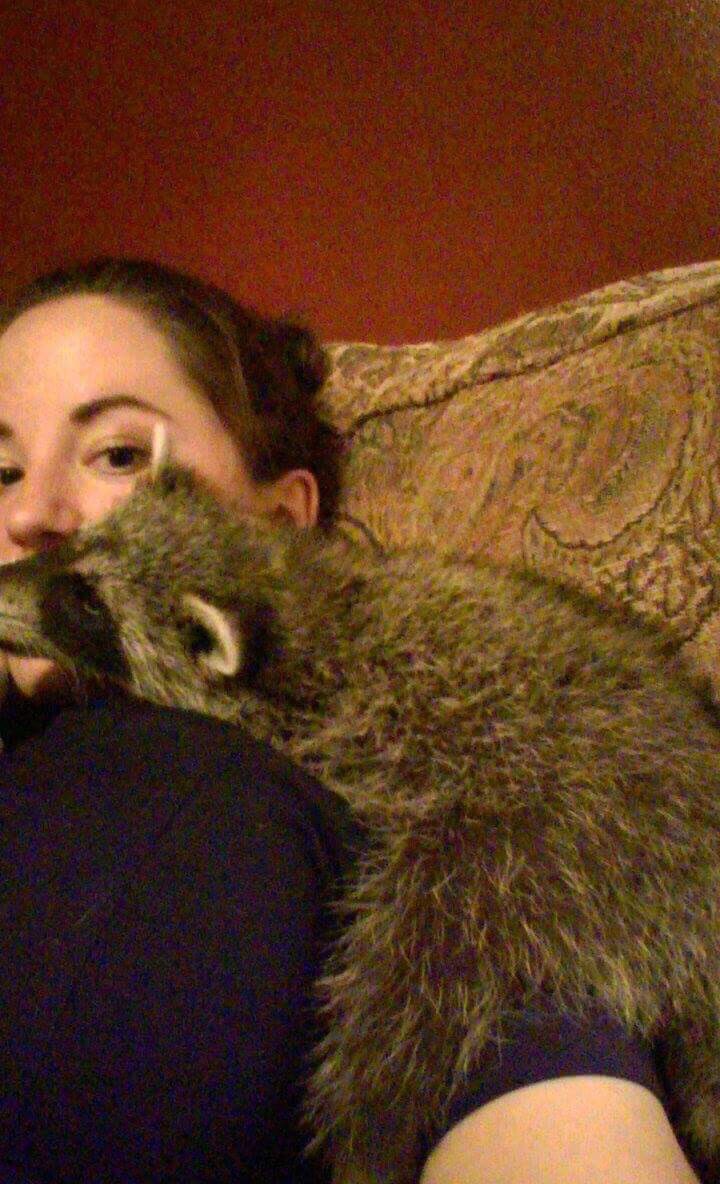 NevHosty's tweet photo. Miss my baby! #Bay #Rescued #Orphaned #CoonLivesMatter https://t.co/nCfvwA8DVY