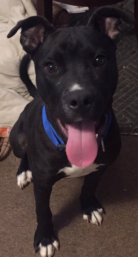 <a href="/badpiratemonkey/">(((kid yid & her jew dog)))</a> @alexwhittle55 @WeThreeDogs <a href="/7trekky/">Lynn 💕💫</a> <a href="/TheWagilyTail/">Tibetan PIP & the late MAX too</a> <a href="/lilaubiegirl/">Angel Rear Admiral & Tigerzilla & Dolly</a> <a href="/ShennyWalrond/">Shenny,Teddy&Koty,Benj Stan Stanley Pads🌈Ronda MK</a> <a href="/sweetAbby20/">Admiral Molly #zshq and Angel Abby 🐾🌈 🐾💜</a> <a href="/joinprettypinky/">De Brominocs - Voorleesverhalen</a> <a href="/DidivdBosch/">Didi 🐾</a> <a href="/Pixie_Tooth/">Pixie Tooth 🌈💔</a> <a href="/BenjiTibetan/">Benji the Tibetan🌈8/3/22 Lucy the cat 27/11/22</a> <a href="/Patsydog1/">Pea Rabbit</a> <a href="/basset_bella/">Angel Bella 💔🌈🐾🐶</a> <a href="/irisesther54/">Iris Esther López RIP Avi 🌈</a> <a href="/iggiesrule89/">Admiral Angel KeelanKilee(KnK)Happy RIP Avi,Penny</a> <a href="/PuppyNumber7/">Sir Thomas Archer .. Angel</a> @deefromfranklin Dis Rocky! I discovered dat 😸don't like when I pounce, &amp; bounce! But my fursis Cupcake does! We like to pounce!🤗