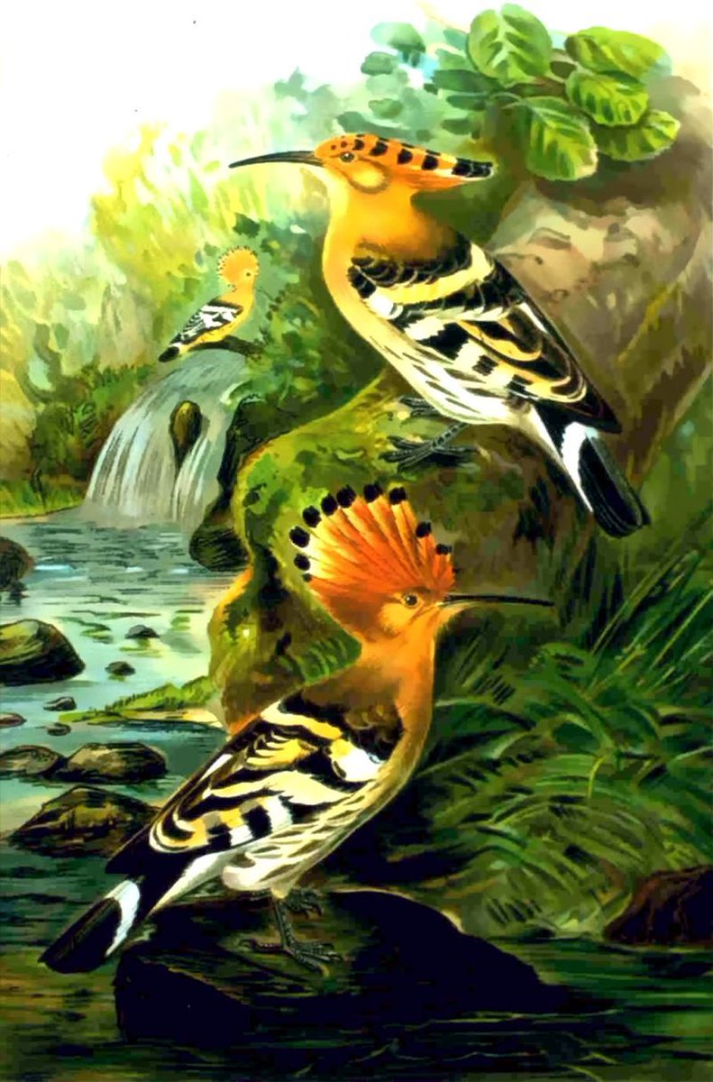 OhridSOS tweet media