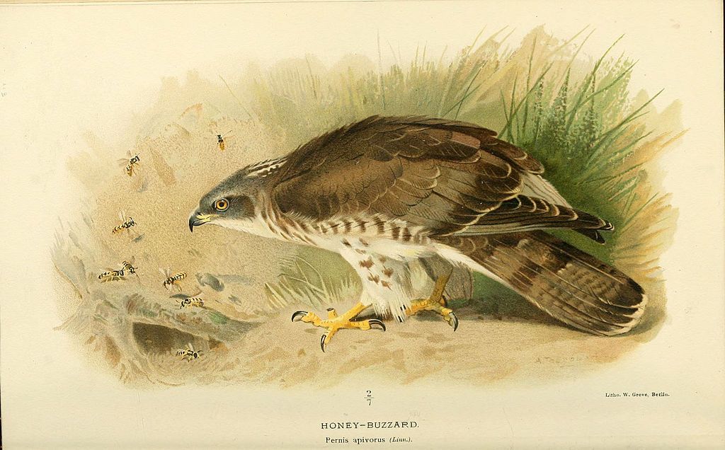 OhridSOS tweet media