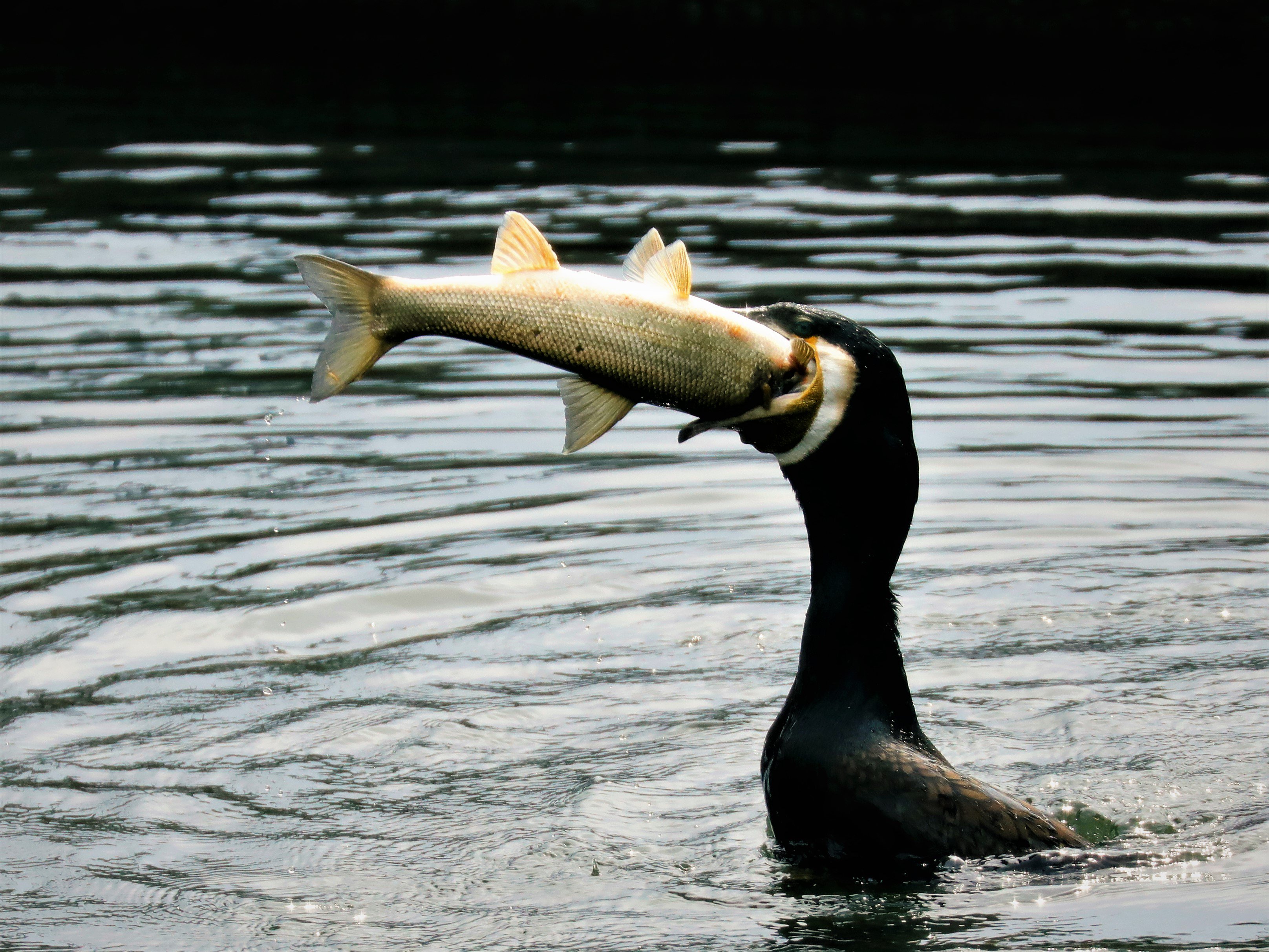赤蜜蜂 カワウ マルタ 色々食べるよ こりゃあ無理だと思うでしょ 笑 因みにこの魚 コイかと思ったら違います 少し調べたらマルタという魚に良く似ています 多摩川で復活を目指しているそうだけど鵜が食べるのなら仕方ないな T