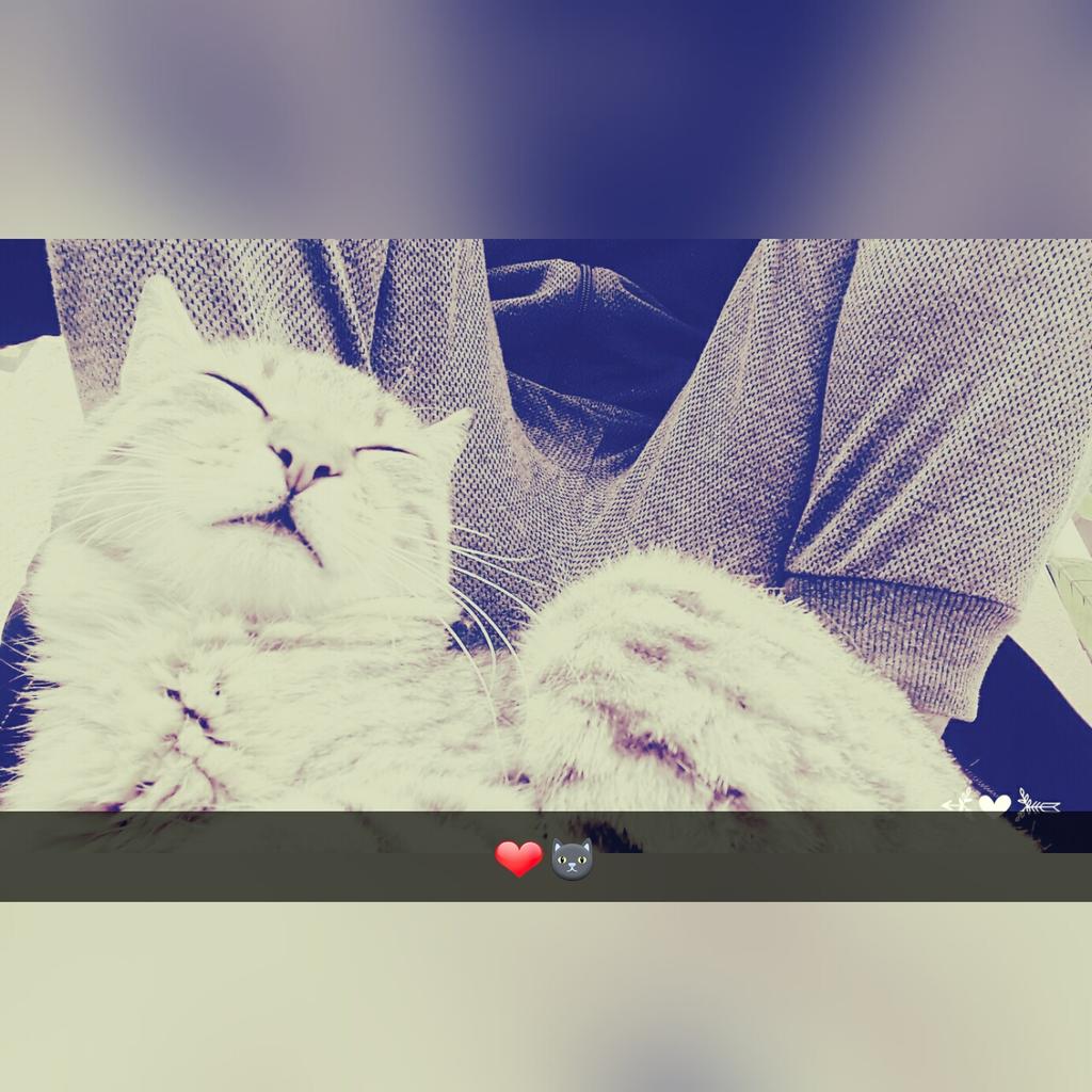 Fares42Bob's tweet photo. #bonjours ✌🐺 https://t.co/TTZrhVaWJp