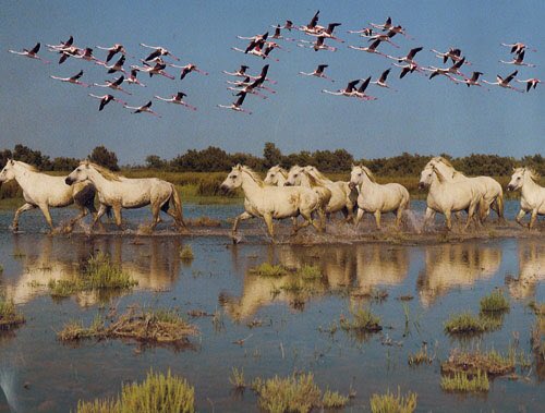 ede_vi's tweet photo. @SAvizari @Shambles151 @robtropper @robtropper @PaulRossPR @ebtsam_younis @ebercheto @EByzio @WongYK8 @coleccionistas6 @williamsjack381 HD https://t.co/ODQ4jA72iT
