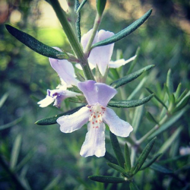 切ない花言葉 ローズマリー ヨーロッパでは神秘的な力をもつ花として扱われ 祝福の場や冠婚葬祭に欠かせない植物といわれています 花言葉は 思い出を抱いて T Co U5yljtcgbv Twitter