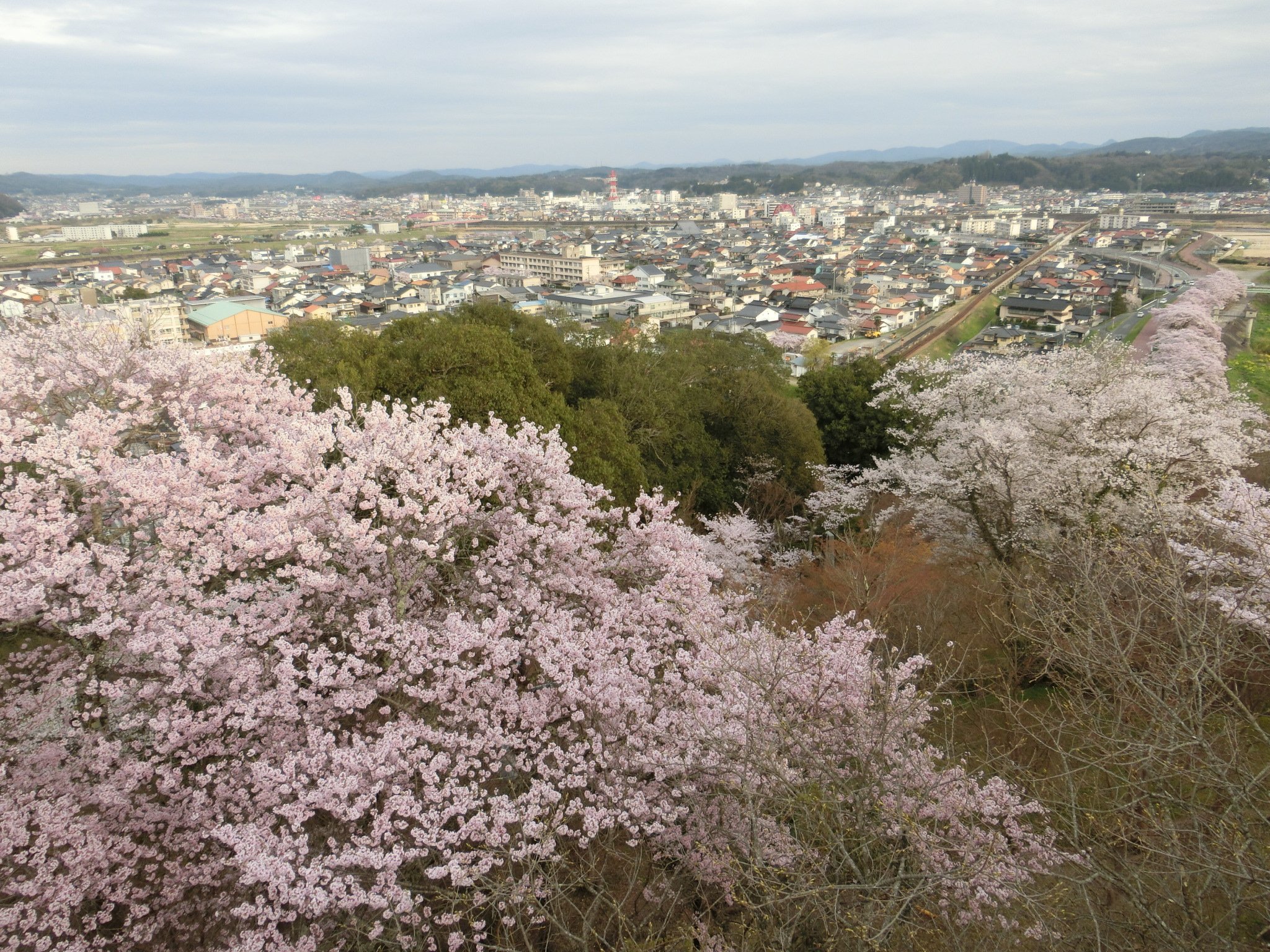 よしてつ ボーシノヒト 尾関山公園 桜17 広島県三次市 三江線 尾関山駅からすぐの尾関山公園は 桜の名所として有名 公園の山頂展望台からは 三次の市街地が一望 いいものみっけ T Co Im5rdaf2kk Twitter