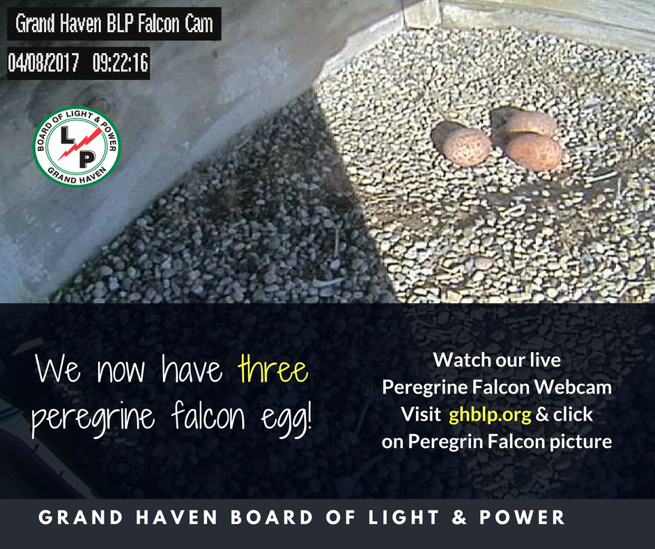 ghblp's tweet photo. April 10, 2017 update of our #PeregrineFalcon nest, we now have three eggs. #springtime https://t.co/AxEPIZGAXF