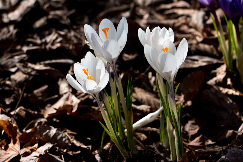 felixfsantistev's tweet photo. RT https://t.co/FyC2BEruVt White Crocus in Spring https://t.co/5U3QrjZLMA #NaturePhotography #Photography #Hudso… https://t.co/xh6NDcUx6D