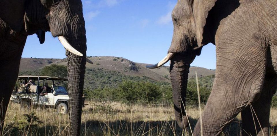 If you’re in love with elephants, then #AddoElephantNationalPark near #PortElizabeth is the best place to see these gentle giants up close