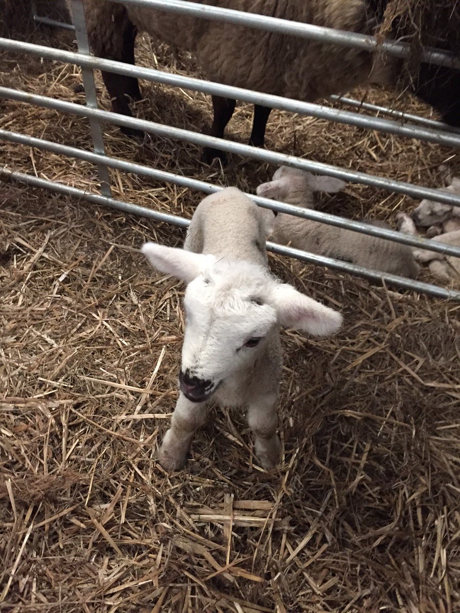 VisitBrogdale's tweet photo. Come join the #easterweeknd fun with baby animals, hatching chicks, #easter egg trail & more at Brogdale Easter
https://t.co/JRWI2MB65g https://t.co/2fTtO04QkU