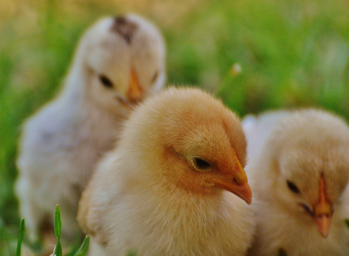 VisitBrogdale's tweet photo. Come join the #easterweeknd fun with baby animals, hatching chicks, #easter egg trail & more at Brogdale Easter
https://t.co/JRWI2MB65g https://t.co/2fTtO04QkU