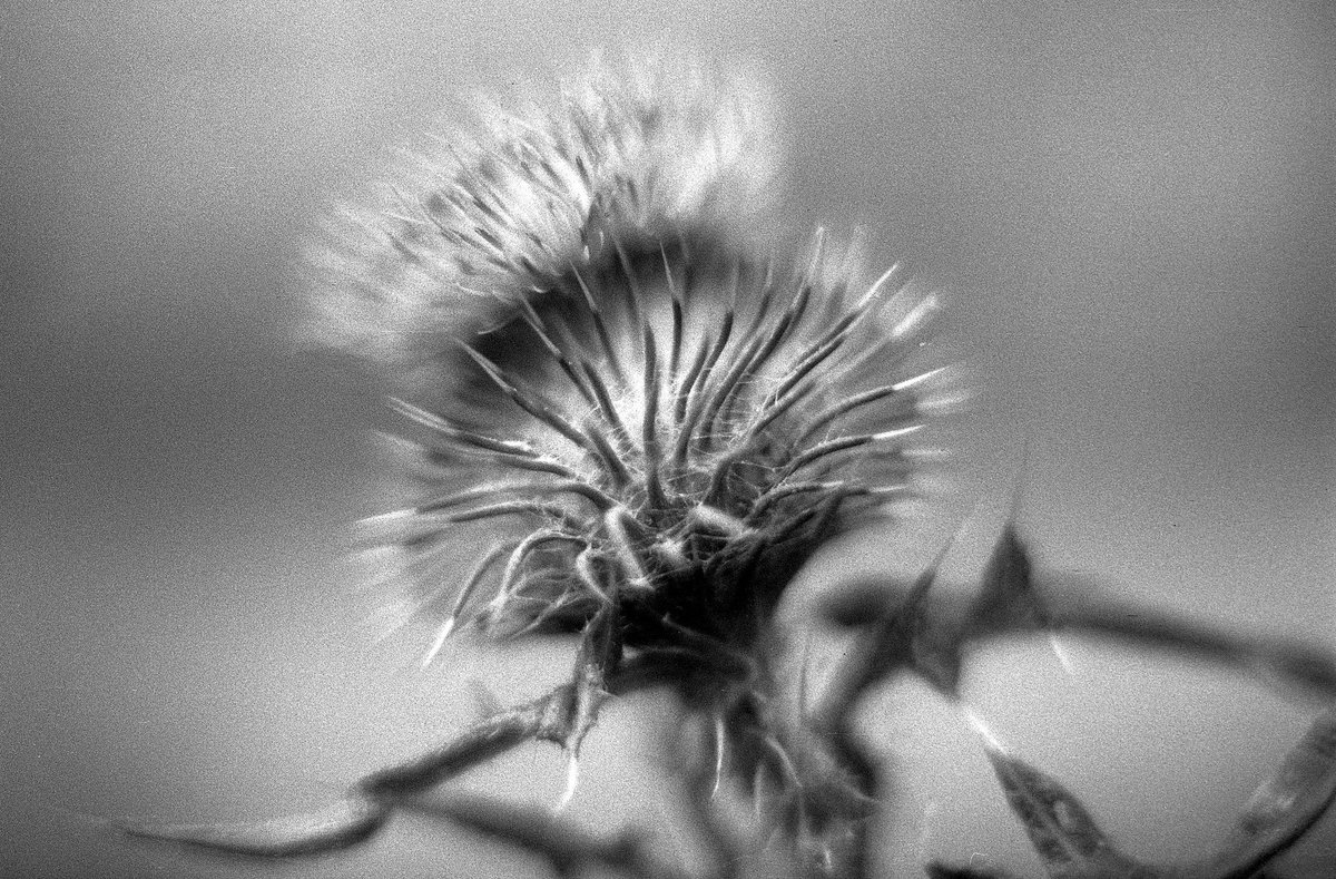 SamuelTPayne's tweet image. #MacroMonday: Thistle - Fomapan 200. Processed in Rodinal. Olympus OM-2SP
Zuiko 50mm f.1.4. flickr.com/photos/synclav…
