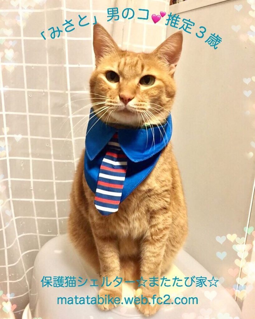 またたび家 保護猫シェルター またたび家 みさと がおめかししています 里親募集 保護猫シェルター またたび家 保護猫 埼玉県 川越市 川越市 またたび家 またたび家 みさと ネコ ねこ 猫 Catfoster Cat Catlovers Catrescu T またたび家 保護猫シェルター またたび家 みさと がおめかししています 里親募集 保護猫シェルター またたび家 保護猫 埼玉県 川越市 川越市 またたび家 またたび家 みさと ネコ ねこ 猫 Catfoster Cat Catlovers Catrescu T