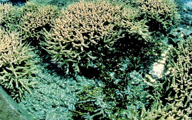 SkyTG24's tweet photo. Australia, altro sbiancamento record per la grande barriera corallina https://t.co/KVK28WNfxo #ambiente https://t.co/SxKfRtqv70