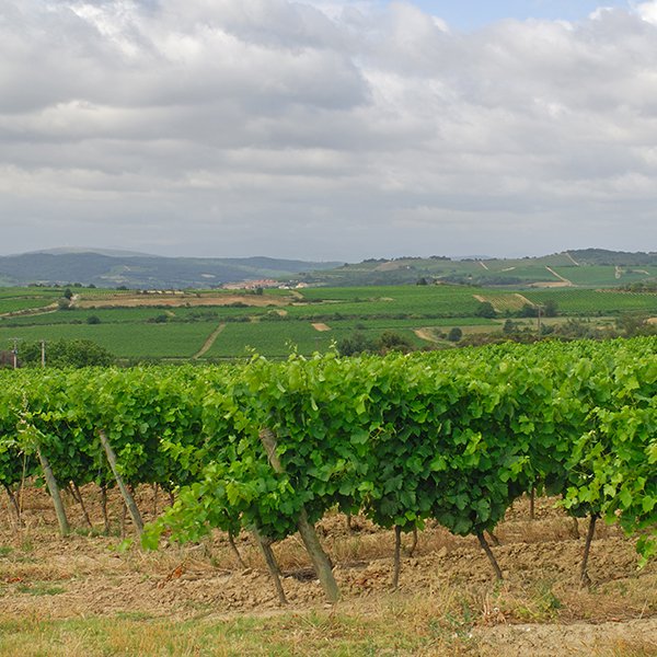 PMondivat's tweet photo. #News #Wine Le Crav, ou l'"action directe" viticole, une particularité du Languedoc https://t.co/rxTx5yqH71 https://t.co/YLY18TyDwQ