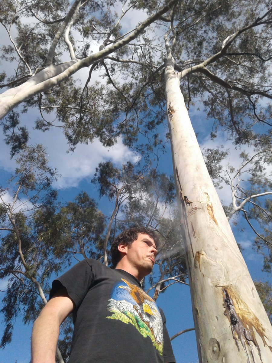 TreeDude420's tweet photo. Smokin' Skywalker OG under a Eucalyptus tree. Eucalyptus trees are an invasive species and a fire hazard, but I still think they're chill. https://t.co/irpL5sgKRw