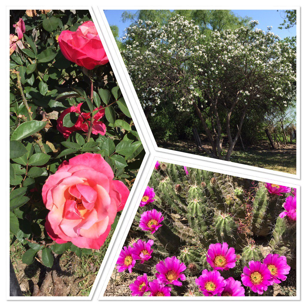 JeannineBSmith's tweet photo. Created with #snapcollage https://t.co/D5d9hfIIaW Spring at the farm 😍 https://t.co/tsTotf8xvX