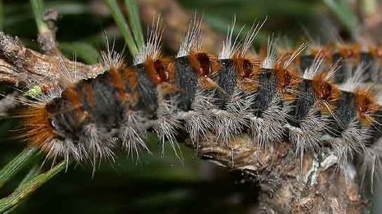 ankapestcontrol's tweet image. Çam Ağaçlarının Yakınında Piknik Yapanlar: Kaşınma Sebebiniz! tinyurl.com/k5e8wxx