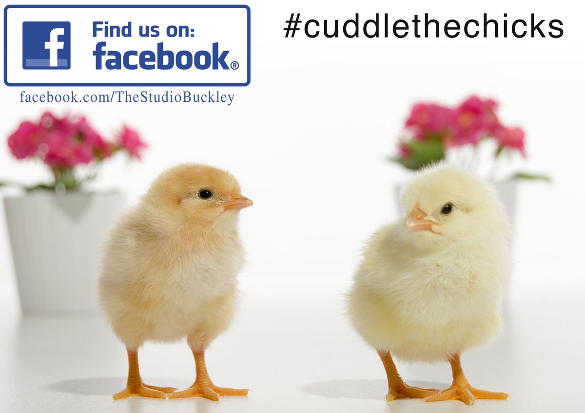 StudioBuckley's tweet image. Photoshoot with chicks. £25 inc 3 Digi images of your choice. 01244548906 #cuddlethechicks #buckley #easter #photography #newlife