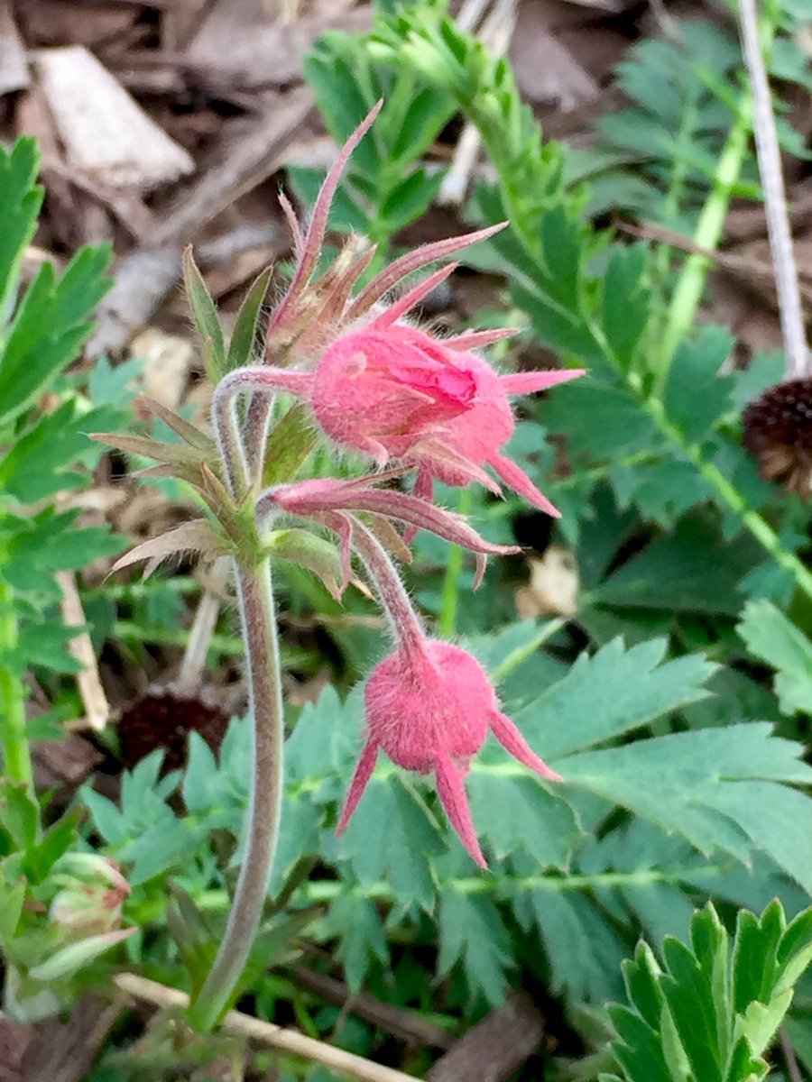 First blooms of the year in my yard, #PrairieSmoke #phenology