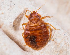 Pestokil1's tweet photo. For Bedbug Control and Removal contact us today on 020 8857 4237 #pestcontrol #BedbugRemoval https://t.co/JDFbQhUJn9