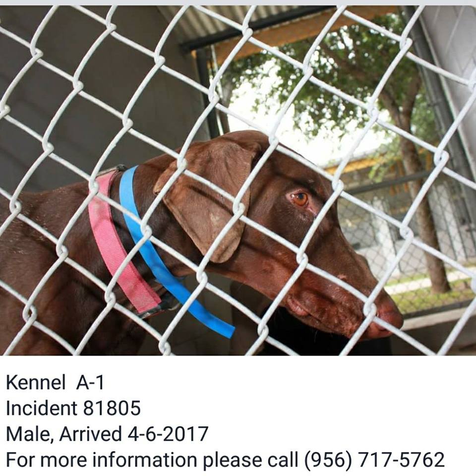 Laredo TX ~ HIGH-KILL POUND ~ Ph: (956)717-5762 (Hours: M-F 8a-5p Sat 10a-2p) #adopt #rescue RT, Save a Life💛💚💜💖🍀 goo.gl/RUSnQI