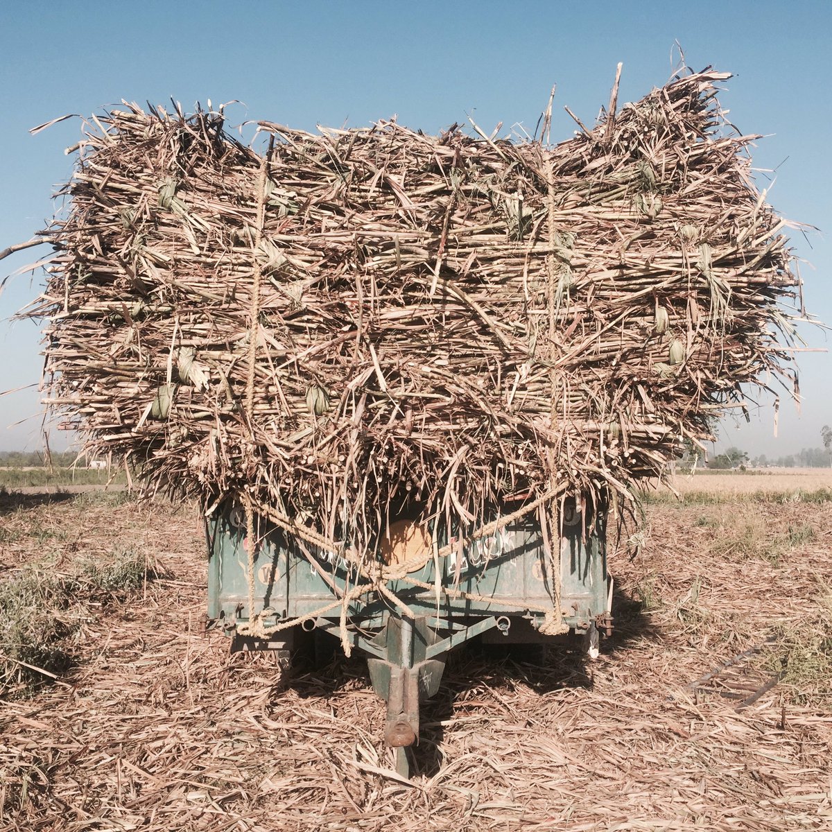 sanleaf's tweet image. Zuckerrohrernte im Punjab / Indien💚

#travel #punjab #indien #ernte #summer #reisen #photography