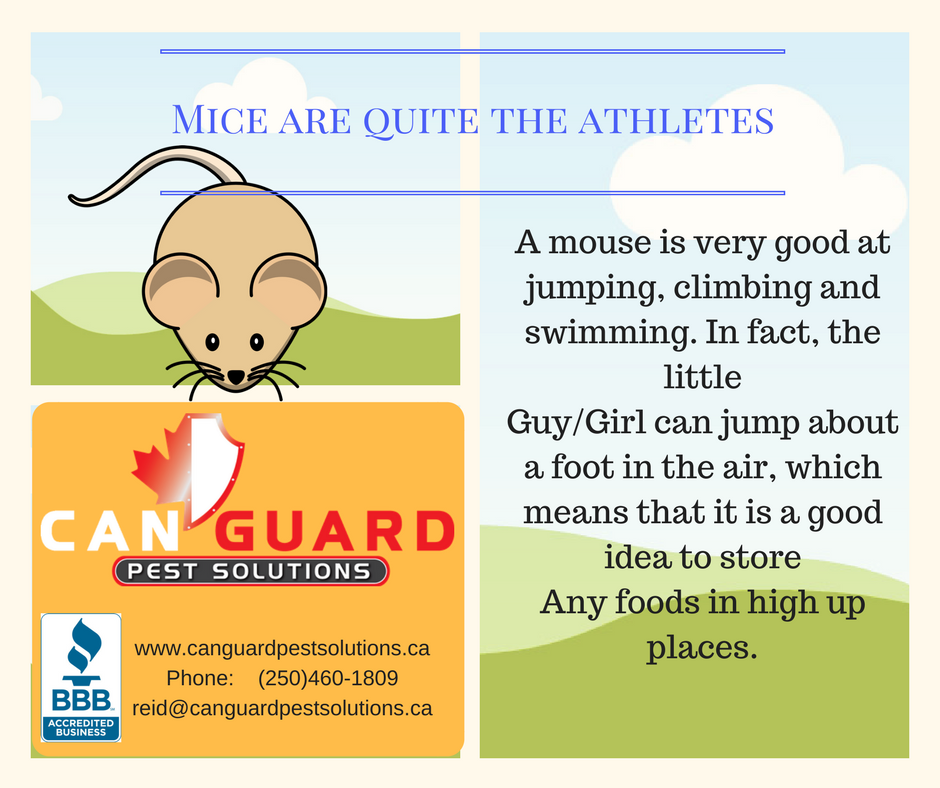 CanGuardPest's tweet photo. #PestControl #Commercial #Residential #CanGuardPest #BC #Penticton #Peachland #West Kelowna https://t.co/leyJ0bYUPR https://t.co/kS4H2QJa7Z