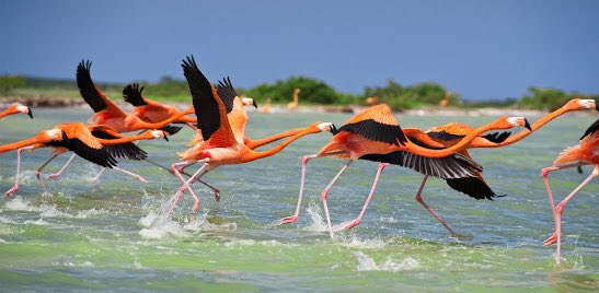 ASPY2030's tweet photo. Si estas #vacaciones de #SemanaSanta viajas a la Península de #Yucatán busca opciones de #turismosostenible y evita contaminar #ASPY2030 https://t.co/M7FbLf53jE