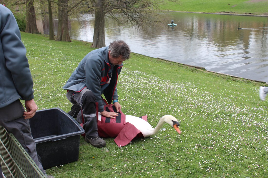 NieuwsBrugge's tweet photo. 📰 BRUGGE - VIDEO. Zwanen sieren opnieuw de Brugse wateren https://t.co/sNMpIZGsh6 https://t.co/SkAQV8Z4GM