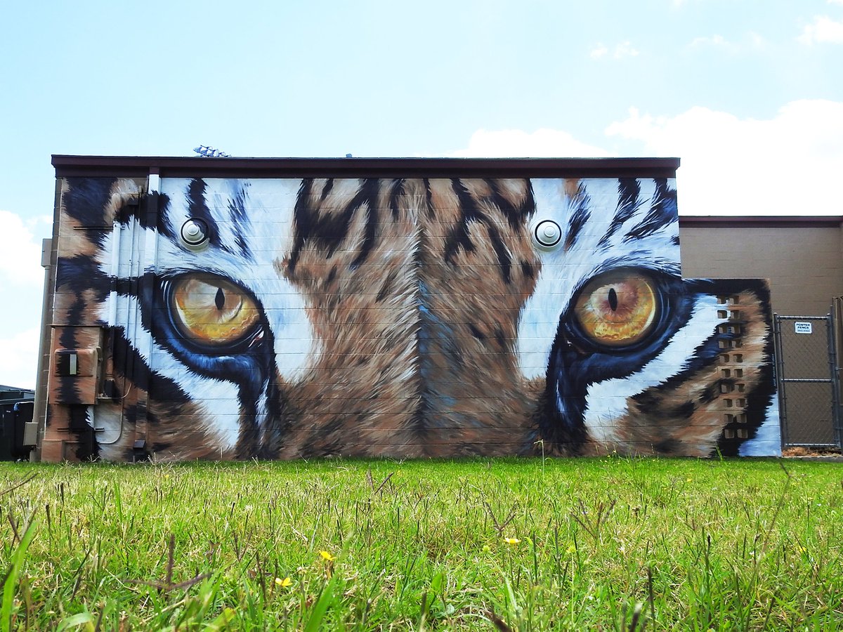 Anat Ronen (@anatronen) on Twitter photo #freshpaint #tiger #mural for <a href="/TSU_Tigers/">Tennessee State Athletics</a> in #Houston 13'x32' by #anatronen,#GoTigers ! #StreetArt #freshpaint #tiger #mural for <a href="/TSU_Tigers/">Tennessee State Athletics</a> in #Houston 13'x32' by #anatronen,#GoTigers ! #StreetArt