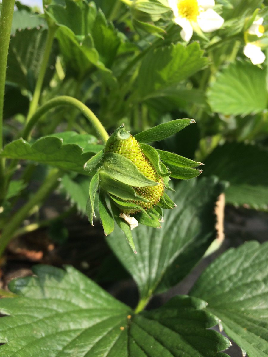 vennenhof's tweet photo. De eerste Lambada 🍓zijn gevormd. Nog ff rood kleuren☺ https://t.co/cRoUFASFQP