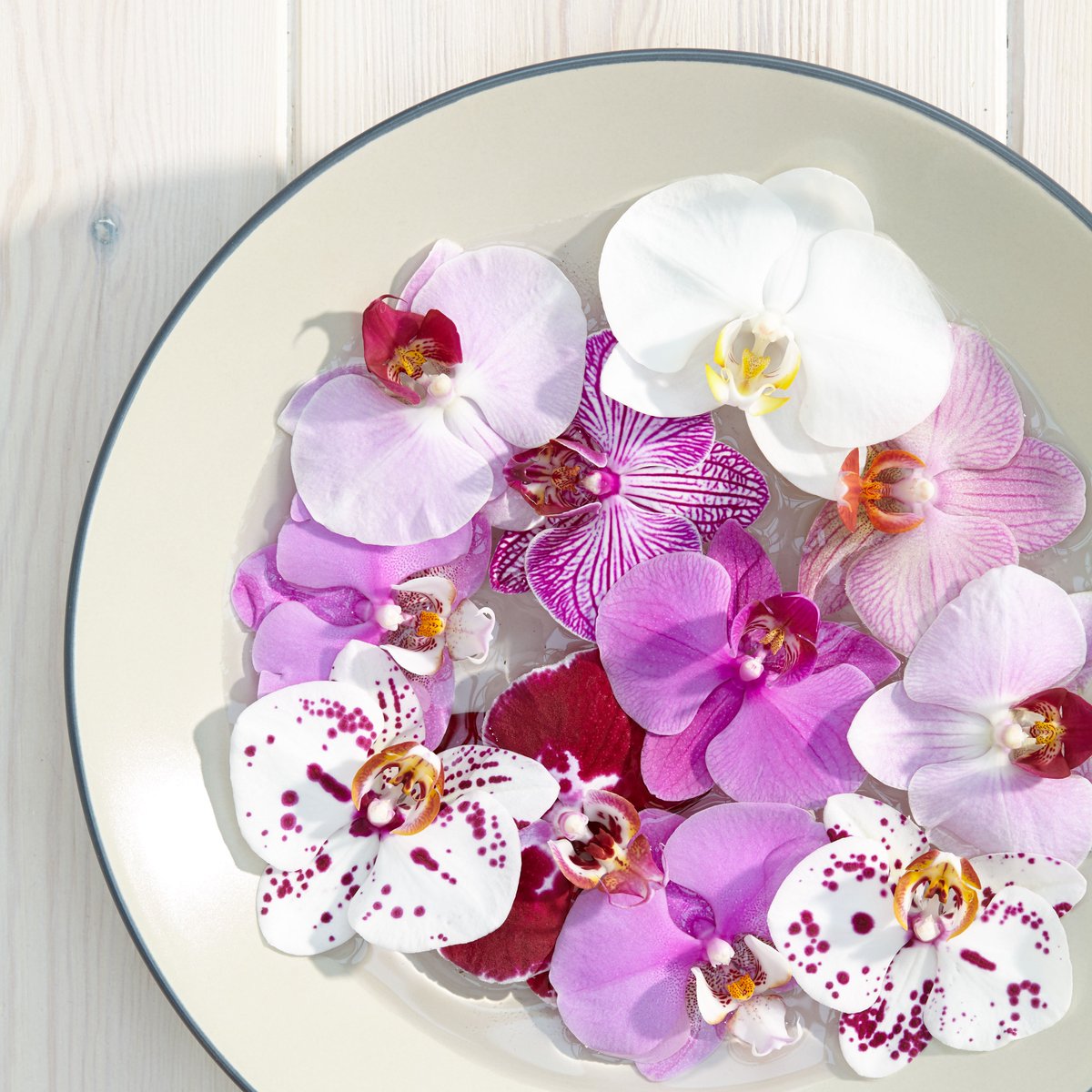 O_I_D's tweet photo. INSPIRATION EVERYWHERE | 13 growers, 6 days and the most inspiring orchids. This week we will launch our website! https://t.co/4WUiOyibfG