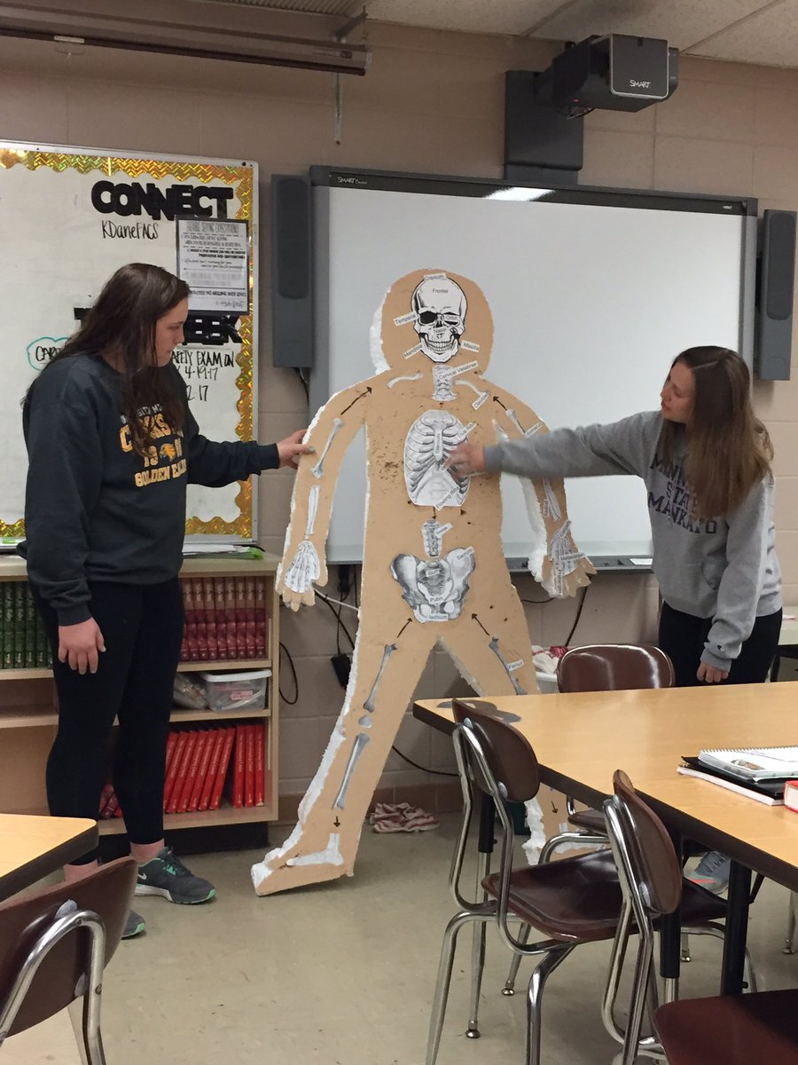 KDaneFACS's tweet image. #BodySystem #Models in #CareersInHealthCare turned out fantastic! #Creative #Knitted #digestive #skeletal #FACS #CTE #GSLcultureofsuccess