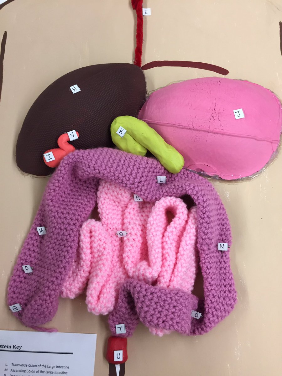 KDaneFACS's tweet image. #BodySystem #Models in #CareersInHealthCare turned out fantastic! #Creative #Knitted #digestive #skeletal #FACS #CTE #GSLcultureofsuccess