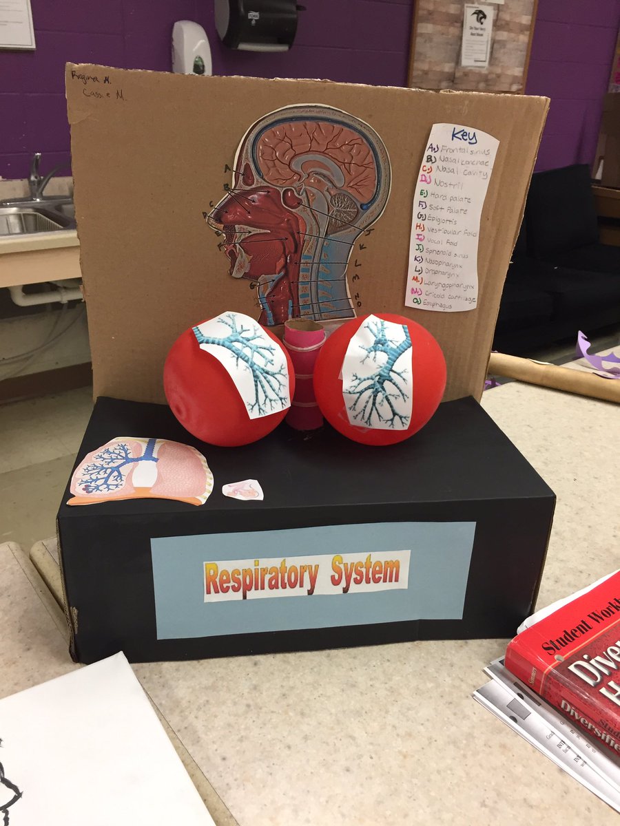 KDaneFACS's tweet image. #BodySystem #Models in #CareersInHealthCare turned out fantastic! #Respiratory #nervous #FACS #CTE #circulatory #GSLcultureofsuccess