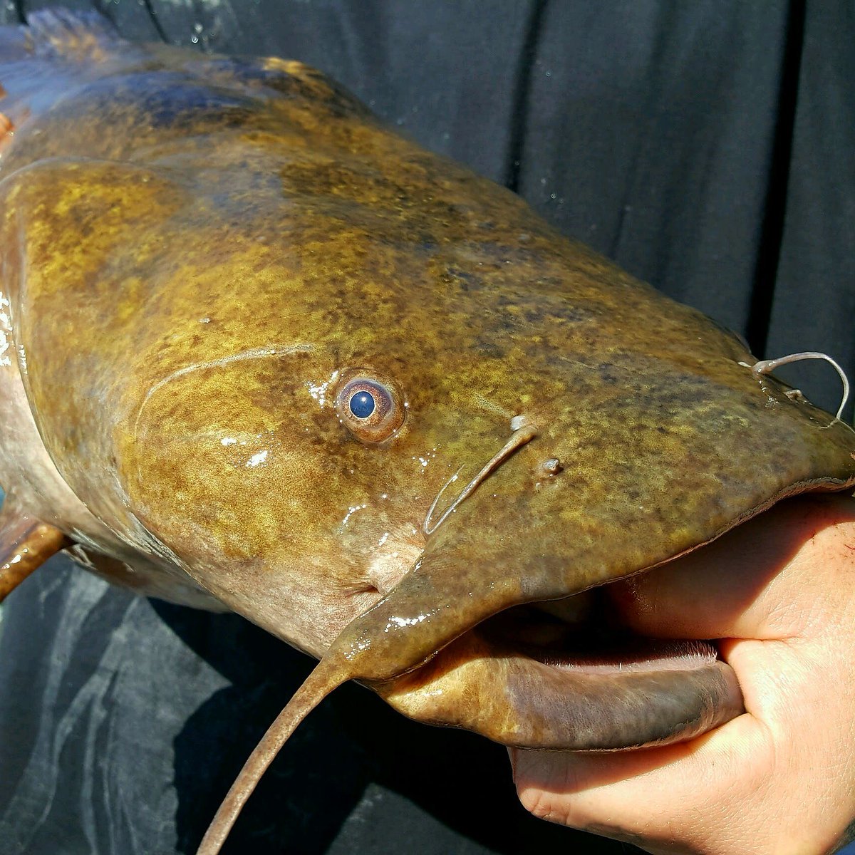 Maximum Catfishing tweet media