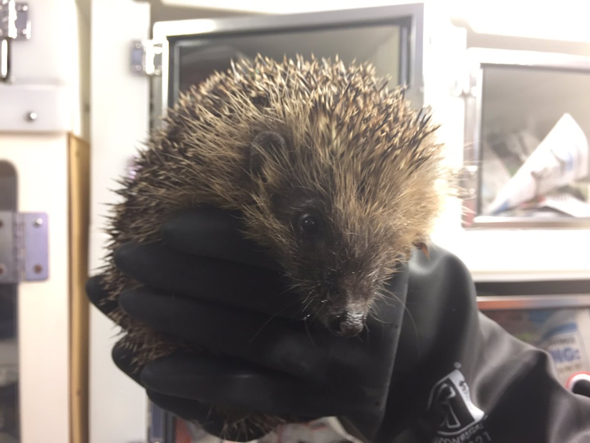 Met this chap today. <a href="/HappyHedgehog3/">The Happy Hedgehog Rescue</a> work tirelessly to rescue rehabilitate &amp; release #hedgehogs. RT to thank them happyhedgehog.org.uk