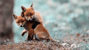 Happy #NationalSiblingsDay to all members of our Red Fox Family 🦊