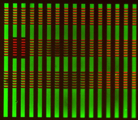 PlanarPolarityT's tweet image. First successful #micropattern by Steve. Red-cadherin, Green-laminin...now if the #neurons could grow !!!!